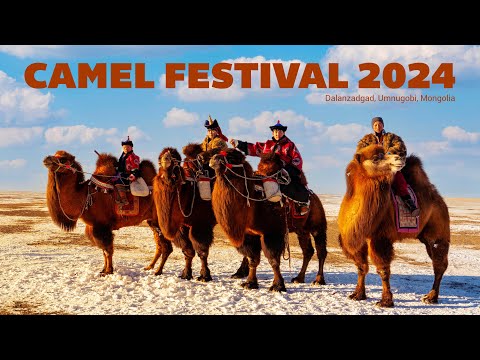 Видео: Camel Festival 2024 | Түмэн тэмээний баяр 2024