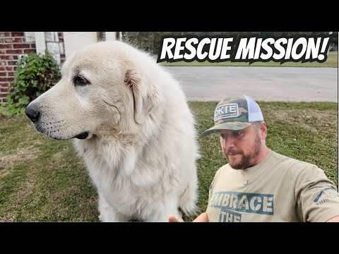 Видео: Спасение, которого мы не ожидали