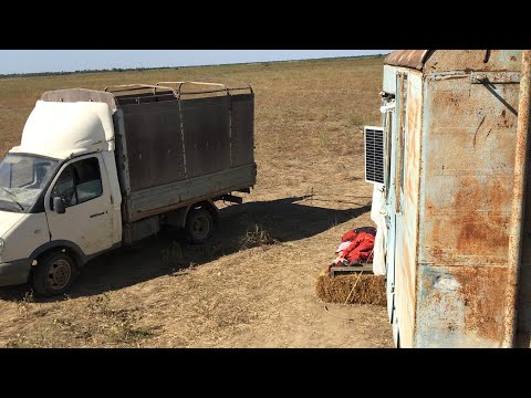 Видео: Перегнал овец на другое пастбище