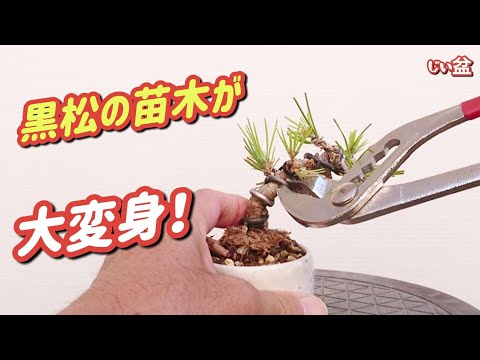 Видео: [Черная сосна] Даже такой саженец может стать мини-бонсаем! / Для новичков