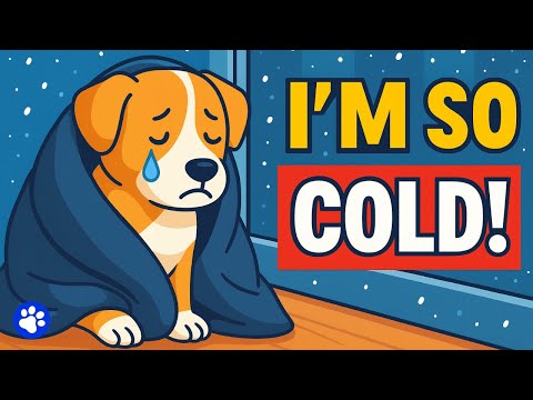 Видео: 90% владельцев совершают ЭТИ ошибки зимой, а собаки молча страдают...