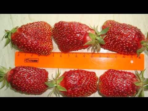 Видео: ЗЕМКЛУНИКА КУПЧИХА  - ОСОБЕННОСТИ ВЫРАЩИВАНИЯ  В  СИБИРИ . ПРАВДИВЫЙ  ОТЗЫВ О ЗЕМКЛУНИКЕ КУПЧИХА