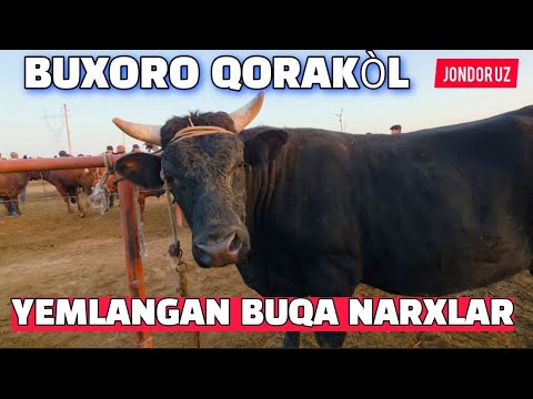 Видео:        БУХОРО КОРАКУЛ МОЛ БОЗОР 02.11.2025.ЙЕМЛАНГАН БУКА НАРХЛАР.