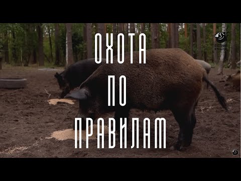 Видео: Охота на лося и кабана в Тамбовской области // Охота по правилам