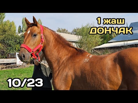 Видео: ДОНЧАК 1 ЖАШ