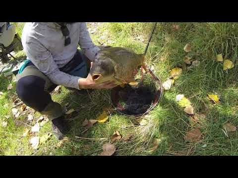 Видео: Как да приготвим пелети за метод фидер риболов