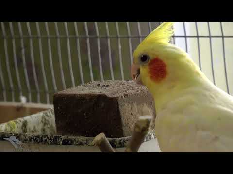 Видео: Волнистые и кореллы  Нужна ли соль?