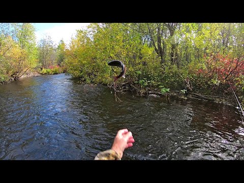 Видео: Рыбалка в Хабаровском крае. Река Кривая Кенжа. Хариус, ленок. 21.09.2021 г.