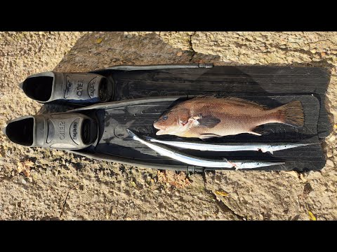 Видео: Подводная охота в Черном море. Горбыль. Выстрел в саргана 07.декабря.2024