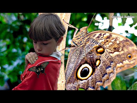 Видео: Мир Бабочек / Воспоминания которые останутся на всю жизнь / Турция Конья