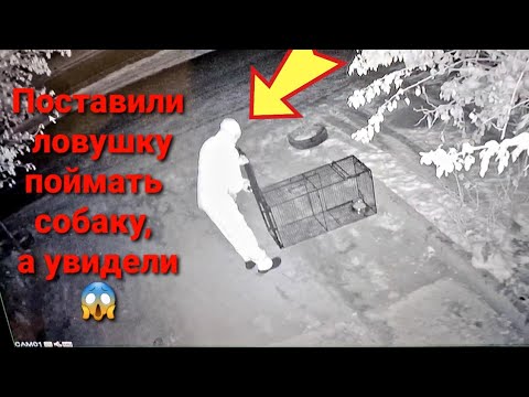 Видео: Кто попался в ловушку для собаки-кусаки?😱