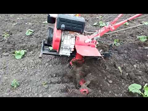 Видео: Культивація мотоблоком Forte 9к/с#farming культивація по гарбузах 🎃#agriculture