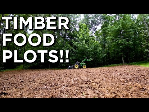 Видео: Создание участков под выращивание древесной зелени | Что лучше всего сажать?!