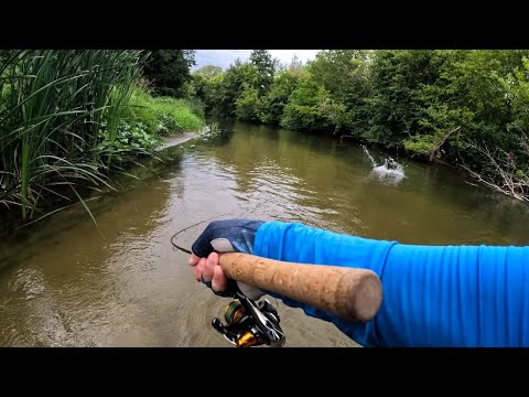 Видео: Ловля голавля в августе. Попал на раздачу!