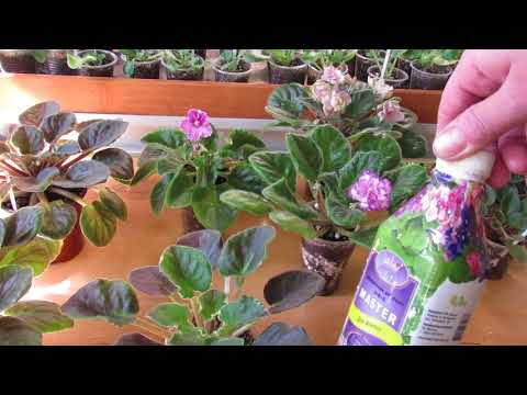 Видео: Стимулируем цветение фиалок. Но не всех.