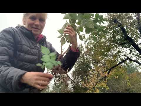 Видео: Ідеальний спосіб посадки малини #малина #ягідник #сад #garden 