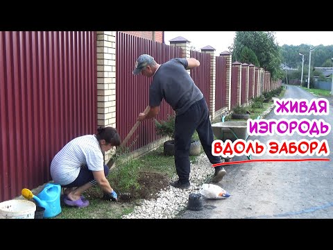 Видео: ЖИВАЯ ИЗГОРОДЬ вдоль забора! И проводы лета с разговорами и шутками.