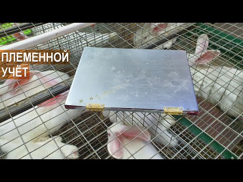 Видео: Племенной учет и племенная работа на кроликоферме Александра Воронкова