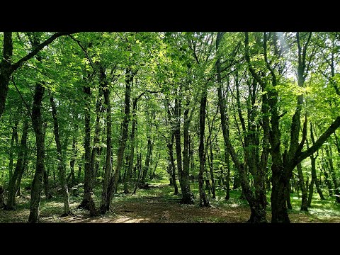 Видео: Снова коп на полянах, где монеты не заканчиваются.