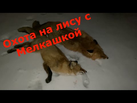 Видео: Охота на лису на приваде с Мелкашкой Как стемнело начелось движение Лис добыл только САМКУ И  САМЦА