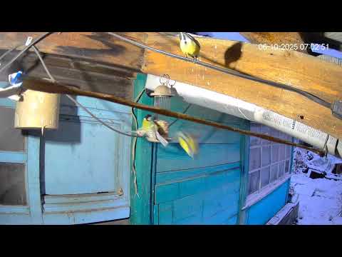 Видео: Утро шестого октября у синиц.