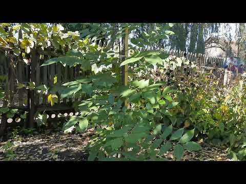 Видео: Эводия "Даниэля" Медовое дерево. Состояние на 12 октября 2022 г..