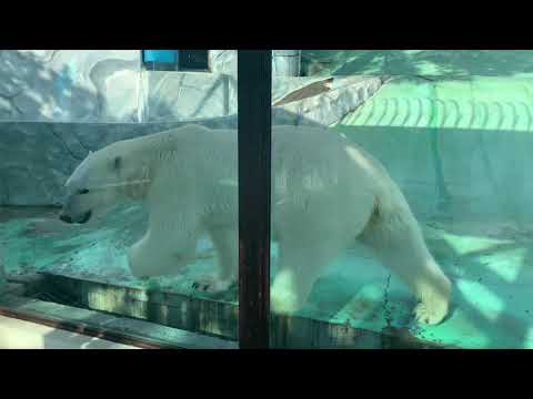 Видео: Сафари-парк Геленджик май 2021