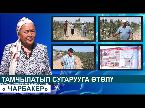 Видео: ТАМЧЫЛАТЫП СУГАРУУГА ӨТӨЛҮ//« ЧАРБАКЕР»