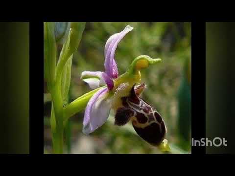 Видео: Цветок любви и мира( Xarıbülbül)