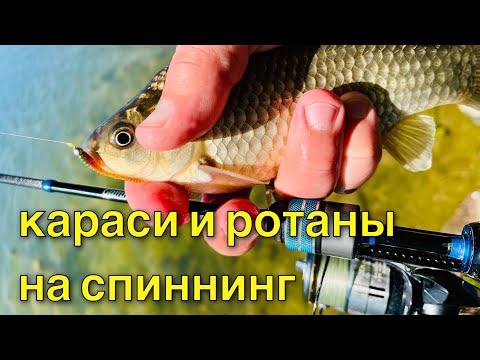 Видео: Караси и ротаны на спиннинг . Мормышинг