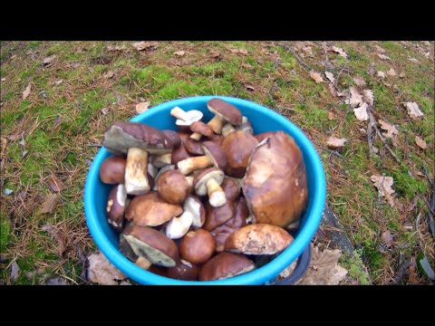 Видео: МАССОВЫЙ РОСТ ГРИБОВ В НОЯБРЕ! Опять набрал два ведра разных грибов. Беларусь 2025.