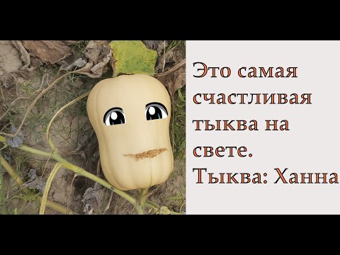 Видео: Честный обзор. Тыква Ханна или настоящий ад для фермера