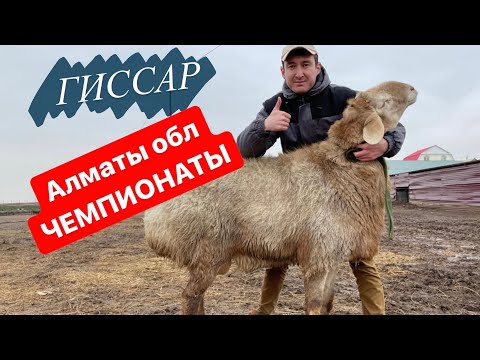 Видео: ГИССАРЫ Алматы. Алматы облысының ЧЕМПИОНАТЫ. Гиссары Казахстана