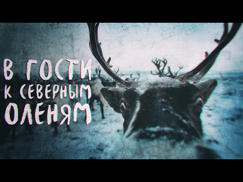 Видео: Камчатка. В гости к северным оленям.