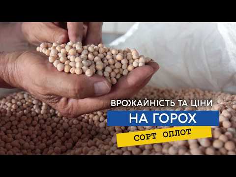 Видео: Горох Оплот, почали з 31 ц/га, хоч наш рекорд 56 центнерів, Маємо високу якість, ціна буде по 15000!