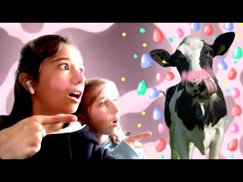 Видео: ЖЕВАТЕЛЬНАЯ  КОРОВА К НАМ ПРИШЛА!!! | ВЫЗВАЛИ ЖЕВАТЕЛЬНУЮ КОРОВУ @catpetmipet