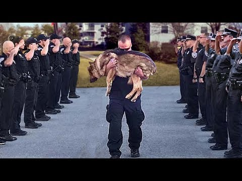 Видео: Так Хоронят Полицейских Собак в Америке. Жизнь и Служба Собак в Полиции