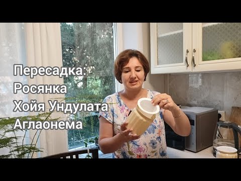 Видео: Пересадка росянки, хойи Ундулаты, Аглаонемы
