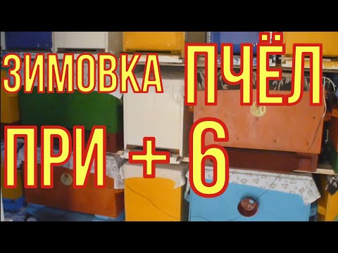 Видео: Тёплая зимовка пчёл. Наш зимовник. Обзор.