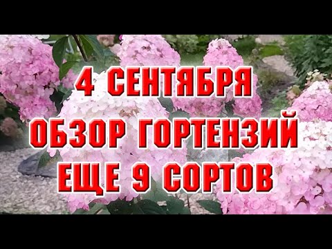 Видео: 4 сентября.  Обзор моих гортензий. Ещё 9 сортов