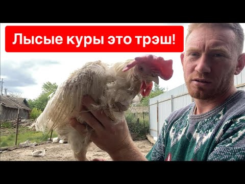 Видео: ЛЫСЫЕ КУРЫ С ПТИЦЕФАБРИКИ. ШКВАЛ ЭМОЦИЙ 😱😱😱