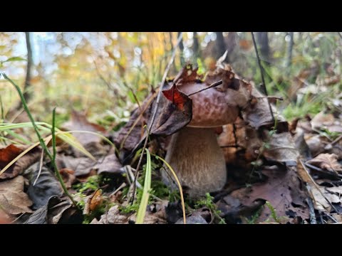 Видео: 17 жовтня 2025р. Чудові знахідки😍♥️😊