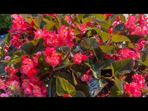 Видео: Отвечаю на вопросы  🌸Лишний вес, питание, спорт, косметология, психология