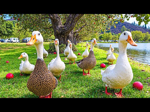 Видео: Радостные утки в яблоневом саду 🍎 Расслабляющие звуки фортепиано и природы для снятия стресса и о...