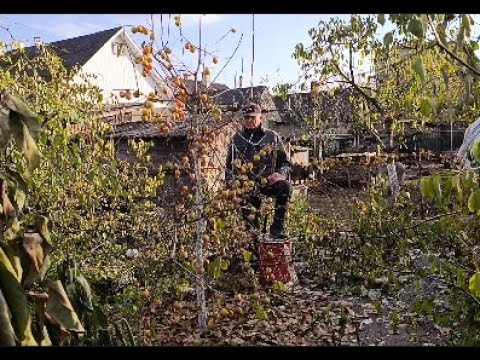 Видео: Міфи і реальність, хурма "Соснівська"!!!