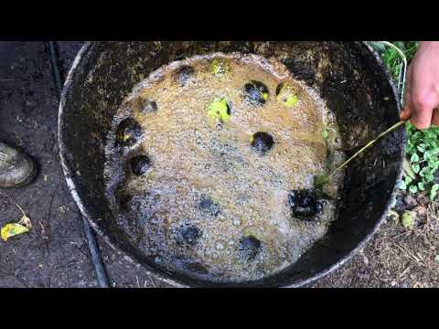 Видео: Очистка чёрных грецких орехов от шелухи — эффективно и быстро