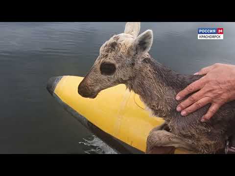 Видео: За оленем - в сердце Арктики. Фильм Евгении Плотниковой