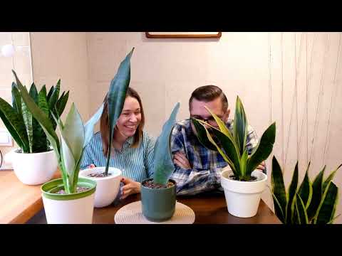 Видео: S01E06. Сансевиерии.Коллекция