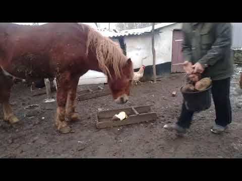 Видео: Кінь ваговоз. Добрий кінь для роботи 🐎🐎🐎