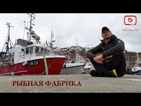 Видео: Рыбная Фабрика в Норвегии - Вернулся год спустя! Сколько платят в час?